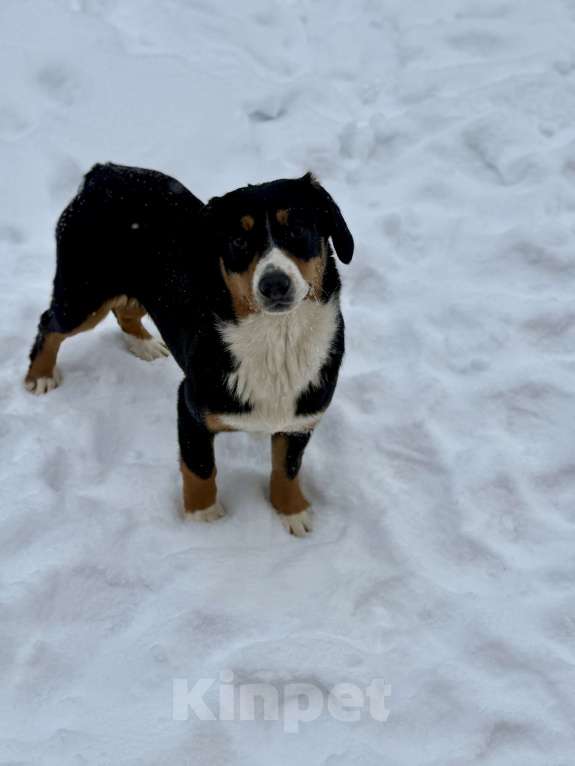 Собаки в Москве: Девочка для души Девочка, 30 000 руб. - фото 4