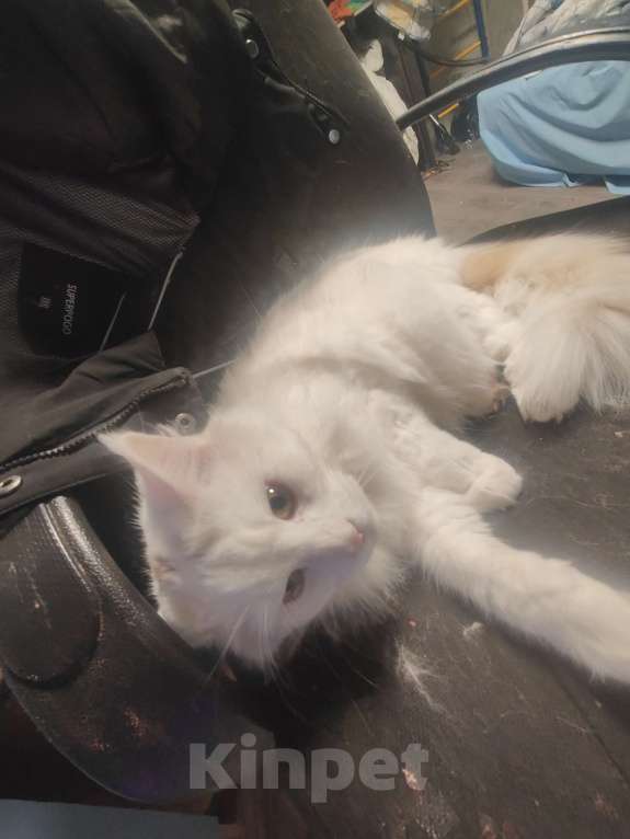 Кошки в Санкт-Петербурге: Потерялся кот мекуйн смешанный  Мальчик, Бесплатно - фото 2