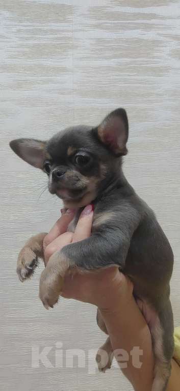 Собаки в Самаре: Чихуахуа мальчик Мальчик, 60 000 руб. - фото 1