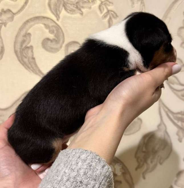 Собаки в Москве: Замечательная малышка Басенджи Девочка, 90 000 руб. - фото 3