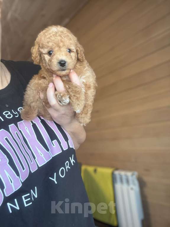 Собаки в Новосибирске: Девочка мини, доставка Девочка, 110 000 руб. - фото 3