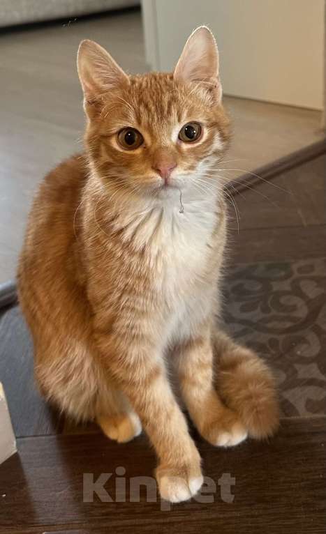 Кошки в Москве: Рыжий малыш Рудольф в добрые руки Мальчик, Бесплатно - фото 2