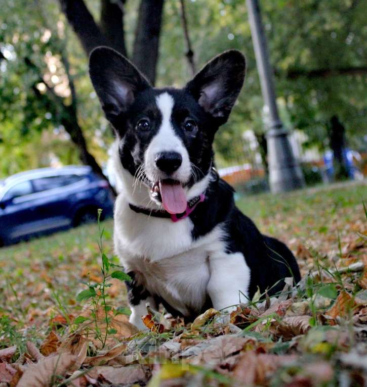 Собаки в Москве: Илюша Мальчик, 50 000 руб. - фото 2