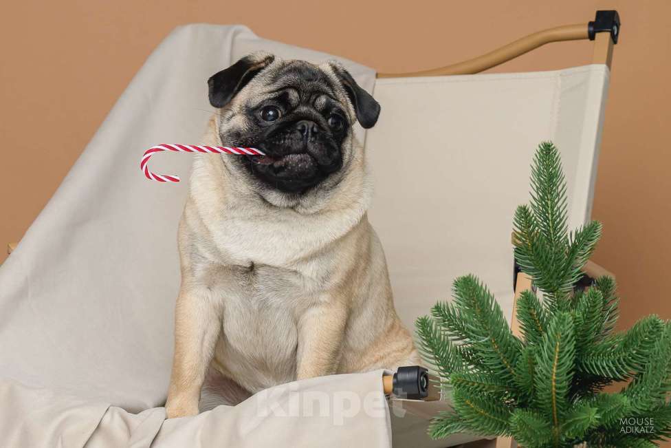 Собаки в Ижевске: Мопсы Девочка, 50 000 руб. - фото 3