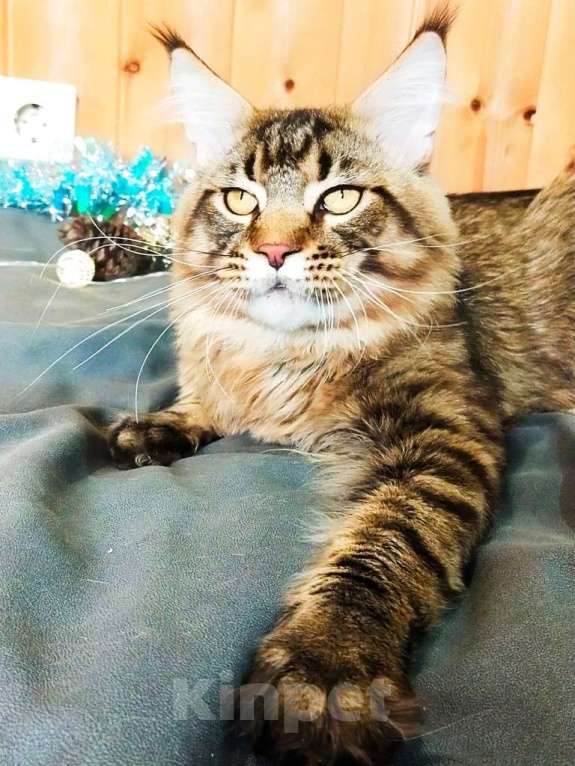 Кошки в Челябинске: МАЛЬЧИК МЕЙН-КУН  Мальчик, 13 000 руб. - фото 1