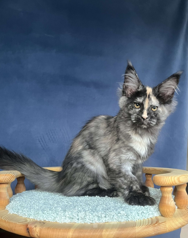 Кошки в Санкт-Петербурге: Очаровательная черепашка Девочка, 55 000 руб. - фото 3