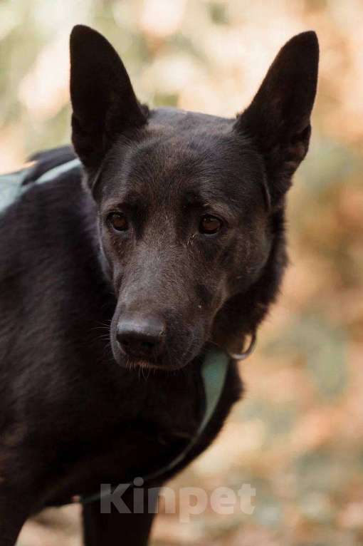 Собаки в Москве: Ривьера ищет дом Девочка, Бесплатно - фото 3