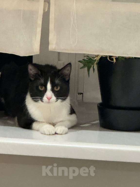 Кошки в Москве: Отдам в добрые руки Мальчик, Бесплатно - фото 3