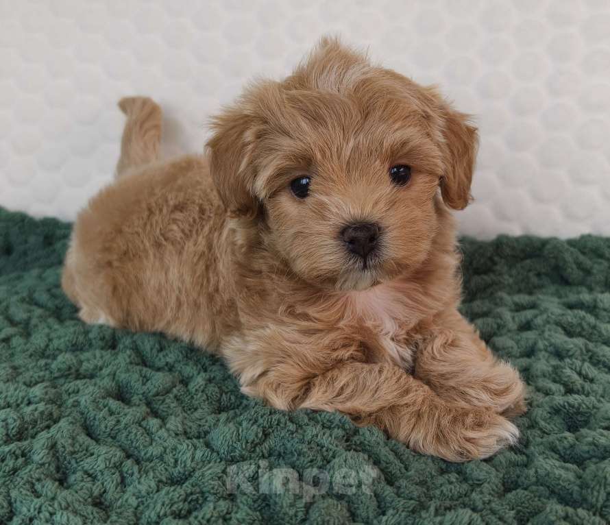 Собаки в Санкт-Петербурге: Щенки мальтипу f1 мини Девочка, Бесплатно - фото 8