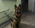 Собаки в Казани: Немецкая овчарка   Девочка, 25 000 руб. - фото 3