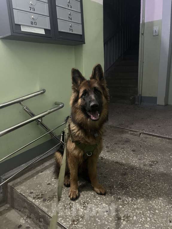 Собаки в Казани: Немецкая овчарка   Девочка, 25 000 руб. - фото 3