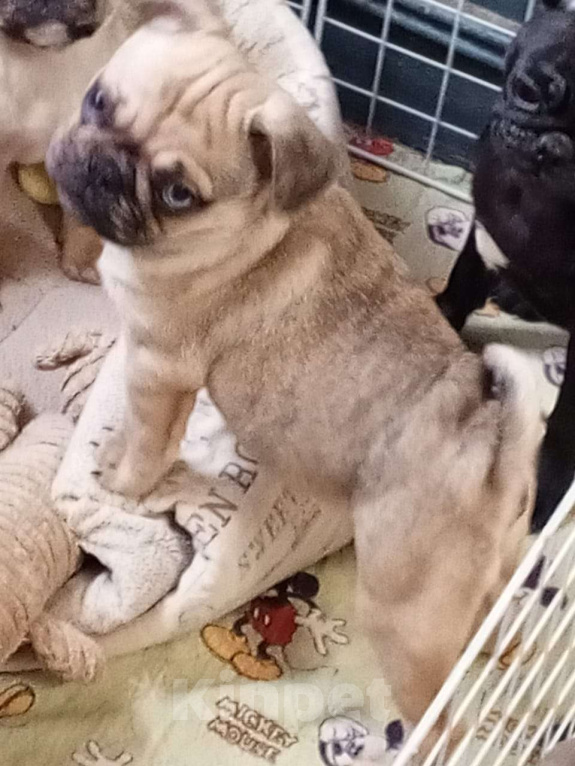 Собаки в Красногорске: Мальчики fawn merle Мальчик, 45 000 руб. - фото 3