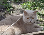 Кошки в Воронеже: Британская кошка, окраса фавн. Выведена из разведения.  Девочка, Бесплатно - фото 1