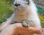 Кошки в Хотьково: Персидские котята  Девочка, 25 000 руб. - фото 3