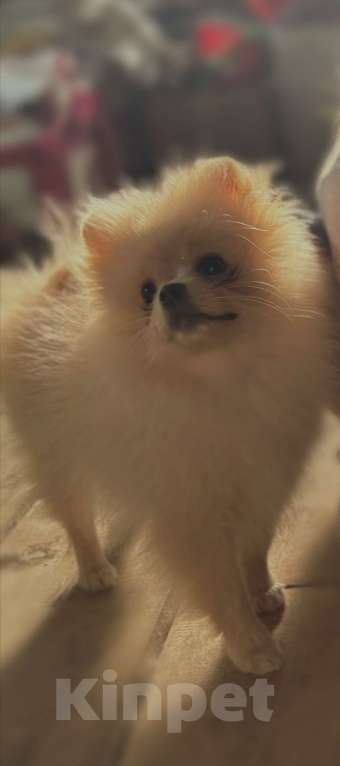 Собаки в Перми: Девочка малый шпиц  Девочка, 35 000 руб. - фото 1