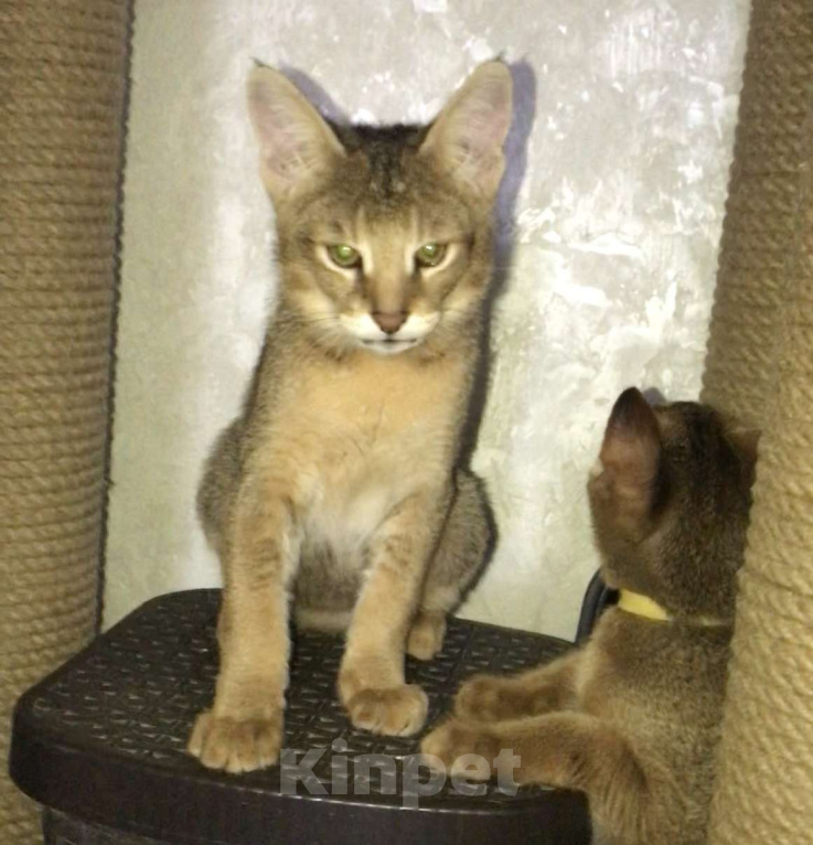 Кошки в Магнитогорске: Своенравная девочка чаузи ф1  Девочка, 65 000 руб. - фото 3