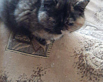 Кошки в Малмыже: Экзоты, 3 000 руб. - фото 2