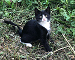 Кошки в Лобне: Котенок Элвис, в дар., 10 руб. - фото 3