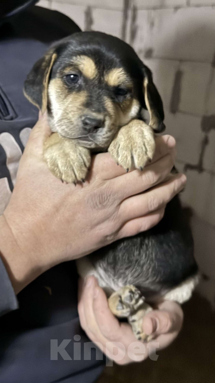 Собаки в Симферополе: Принцесска ищет дом Девочка, 100 руб. - фото 2