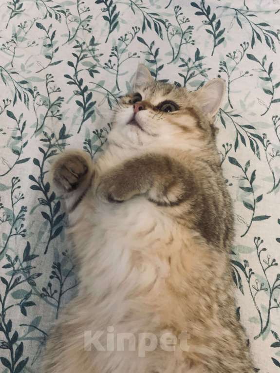 Кошки в Санкт-Петербурге: Котик Мальчик, 1 руб. - фото 8