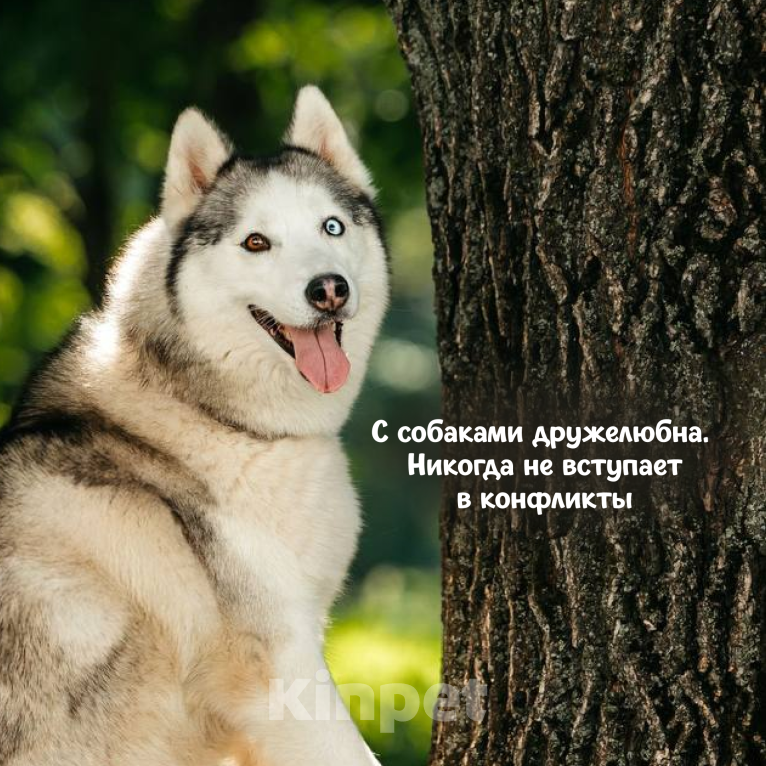 Собаки в Москве: Москва и МО / Эмми ищет дом Девочка, Бесплатно - фото 3