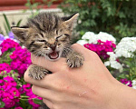 Кошки в Пензе: Котят в добрые руки СРОЧНО! Девочка, Бесплатно - фото 2