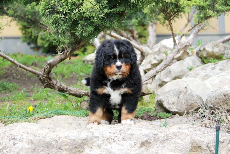 Собаки в Москве: Щенок Бернского Зенненхунда Девочка, Бесплатно - фото 9