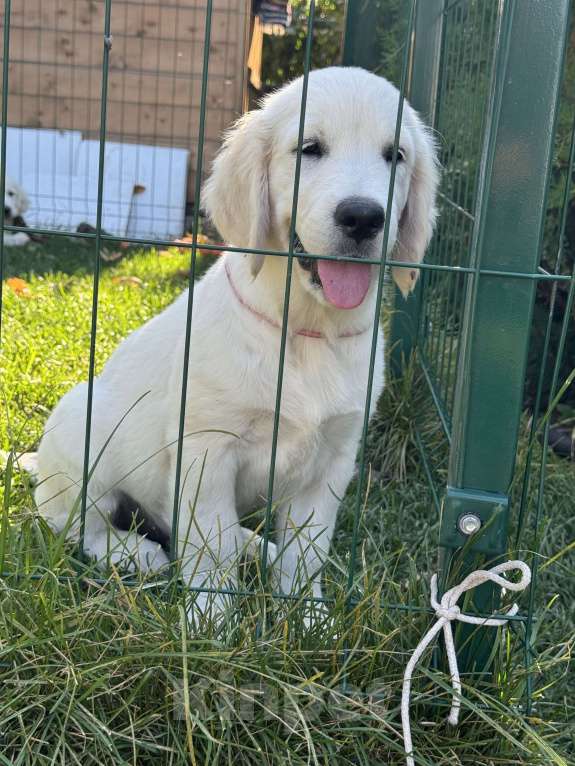 Собаки в Челябинске: Золотистый ретривер девочка  Девочка, 60 000 руб. - фото 8