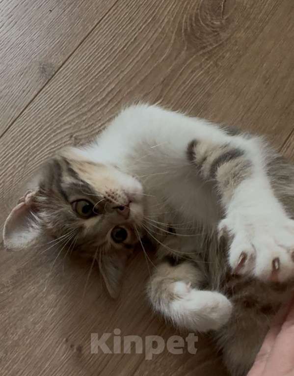 Кошки в Симферополе: Котенок Девочка, Бесплатно - фото 2