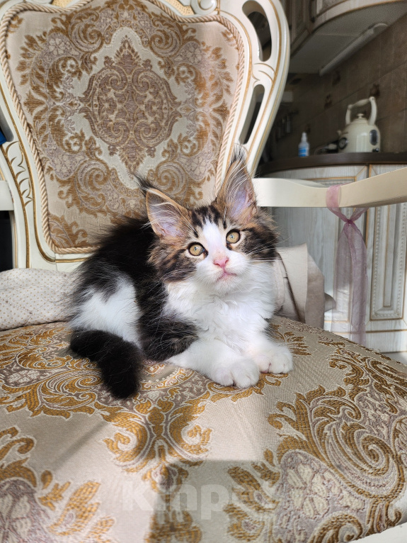 Кошки в Москве: Котята мейн-кун Мальчик, 30 000 руб. - фото 3