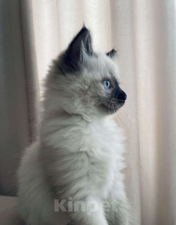 Кошки в Красногорске: Самый необычный котенок Мальчик, 46 000 руб. - фото 2