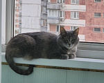 Кошки в Раменском: Красавица Девочка, 77 руб. - фото 3