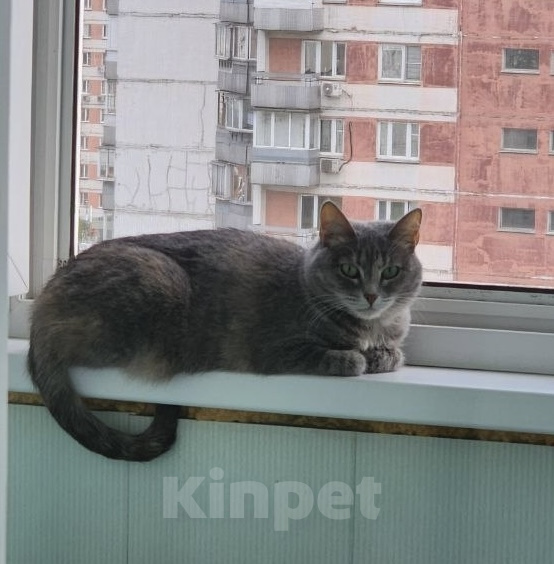 Кошки в Раменском: Красавица Девочка, 77 руб. - фото 3