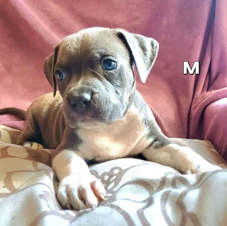 Собаки в Самаре: Очаровательнве щенки амстаффа Мальчик, 80 000 руб. - фото 4