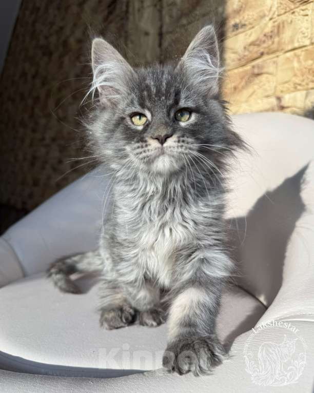 Кошки в Москве: Котенок мейн кун из питомника.  Мальчик, 80 000 руб. - фото 6