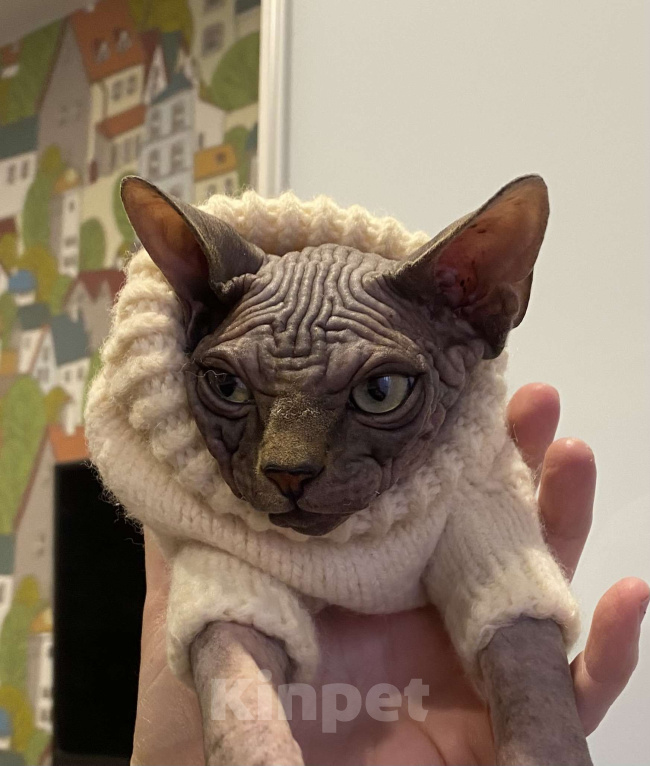 Кошки в Москве: Брутальность и нежность в одном котёнке Мальчик, 45 000 руб. - фото 4