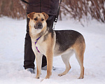 Собаки в Москве: Небольшая весёлая Комета в поисках дома Девочка, Бесплатно - фото 3