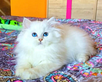 Кошки в Димитровграде: Купить котёнка! Девочка, Бесплатно - фото 1