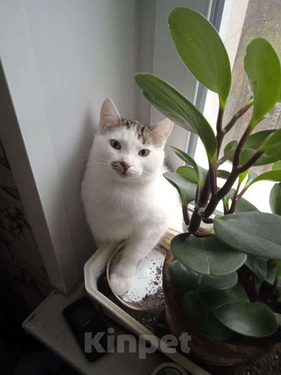 Кошки в Москве: 🐾 Мальчик, около 7 месяцев 💛 Мальчик, Бесплатно - фото 3