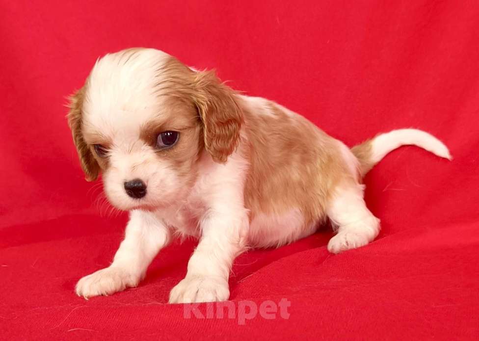 Собаки в Москве: Девочка Кавалер Кинг Чарльз Спаниель Девочка, 120 000 руб. - фото 2