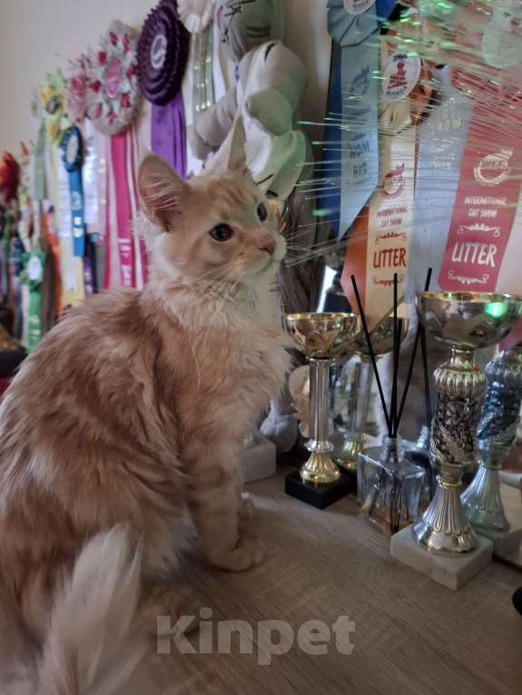 Кошки в Москве: Куненок невероятного окраса Мальчик, 30 000 руб. - фото 2