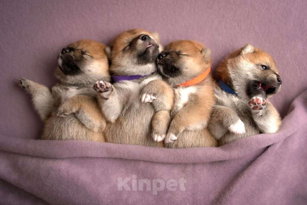 Собаки в Санкт-Петербурге: Щенки Сиба Ину Мальчик, Бесплатно - фото 7