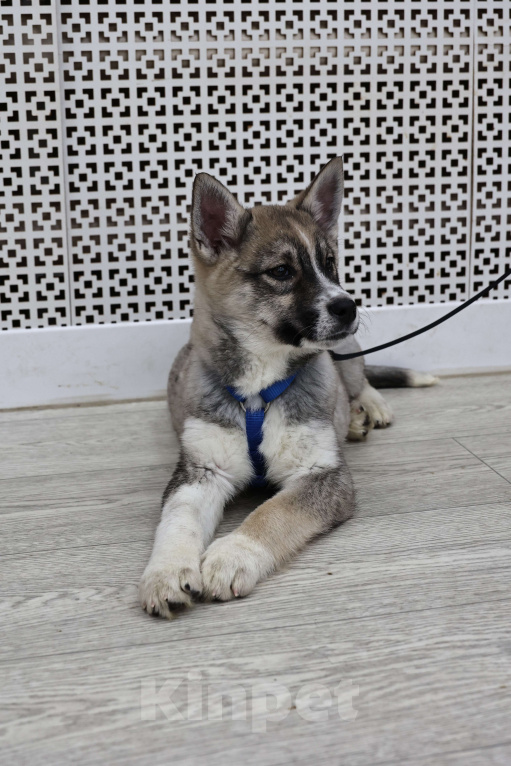 Собаки в Москве: Щенки бесплатно в Москве Девочка, Бесплатно - фото 7