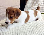 Собаки в Москве: Девочка Джек Рассел терьера Девочка, 35 000 руб. - фото 1