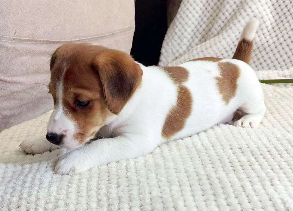 Собаки в Москве: Девочка Джек Рассел терьера Девочка, 35 000 руб. - фото 1