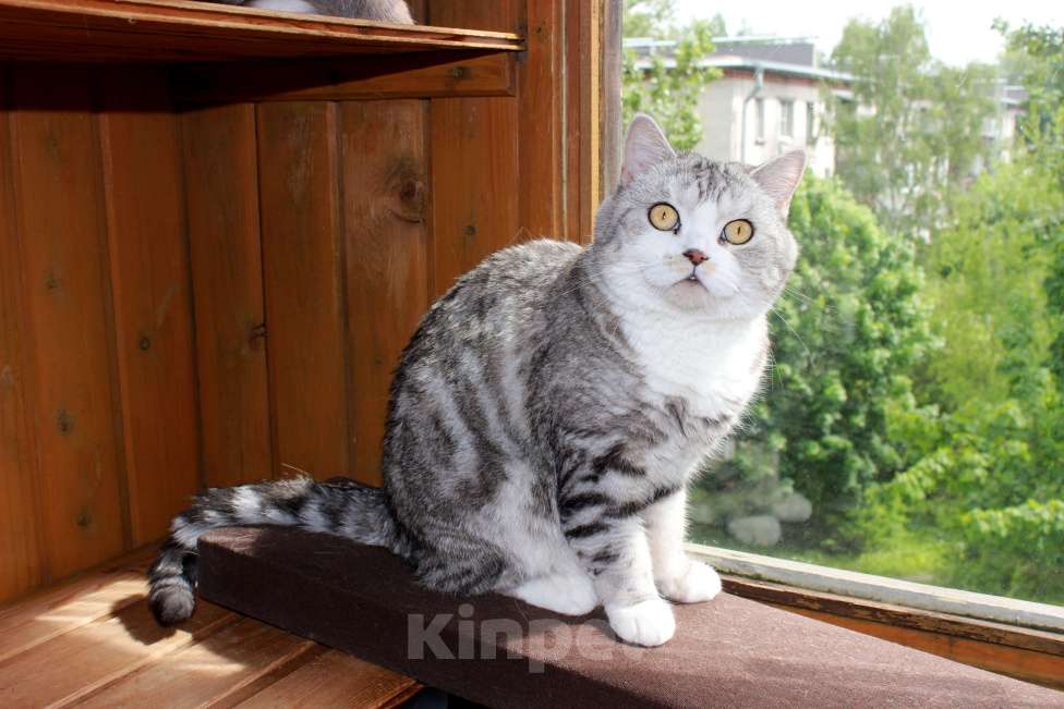 Кошки в Санкт-Петербурге: Мрамор на серебре шикарная красавица Девочка, 1 000 руб. - фото 2