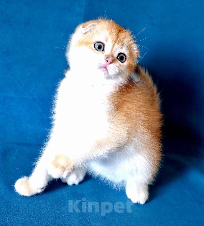 Кошки в Калуге: Richard SFS ny 12 Мальчик, Бесплатно - фото 1