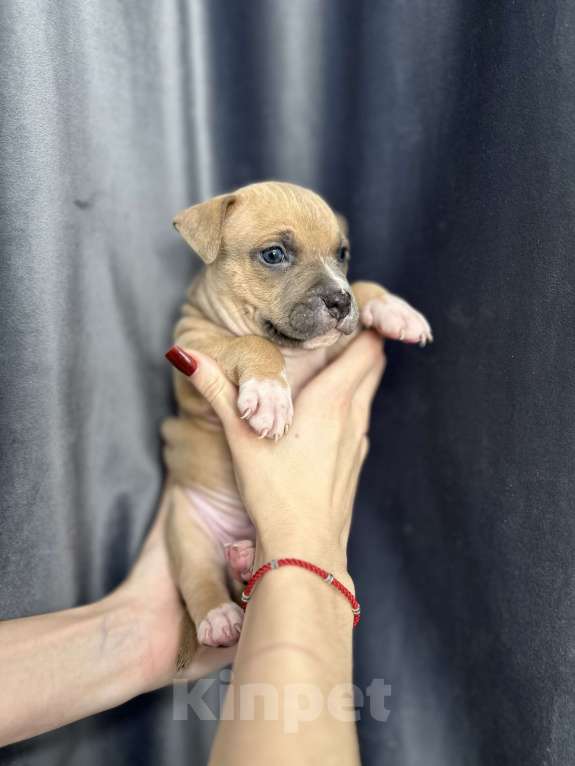 Собаки в Краснодаре: Щенки амстаффа Мальчик, 20 000 руб. - фото 3