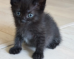 Кошки в Красногорске: Котенок девочка 1,5 месяцев ищет дом Девочка, Бесплатно - фото 2