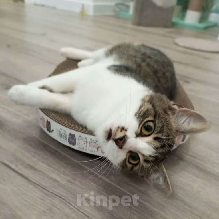 Кошки в Москве: Ласковый котенок Мурзик ищет свою семью! Мальчик, Бесплатно - фото 3